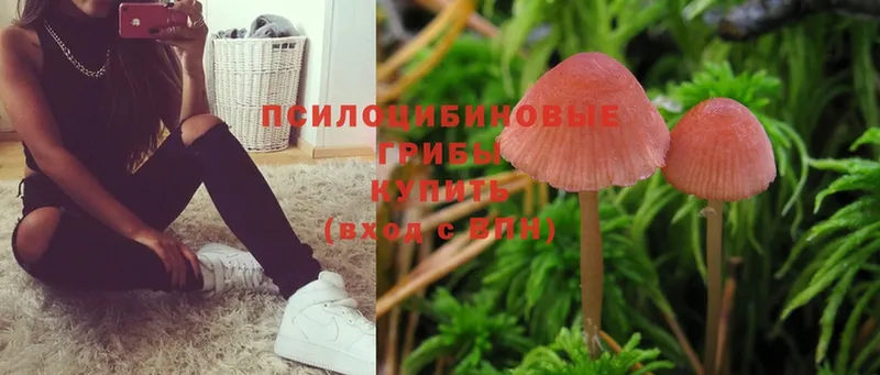 Галлюциногенные грибы Psilocybe  Бокситогорск 